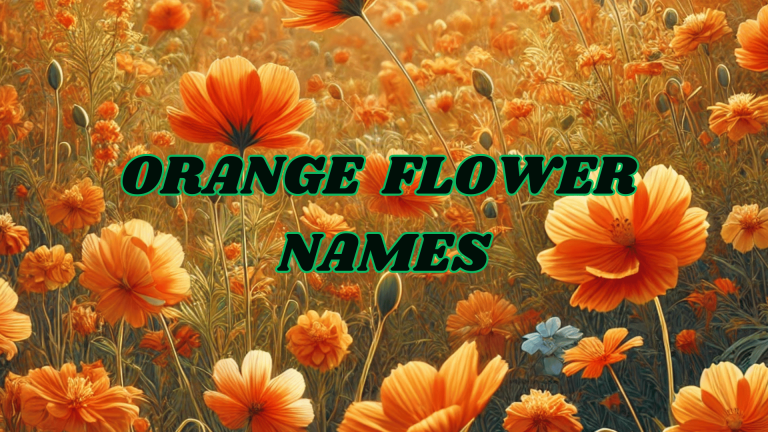 Orange Flower names
