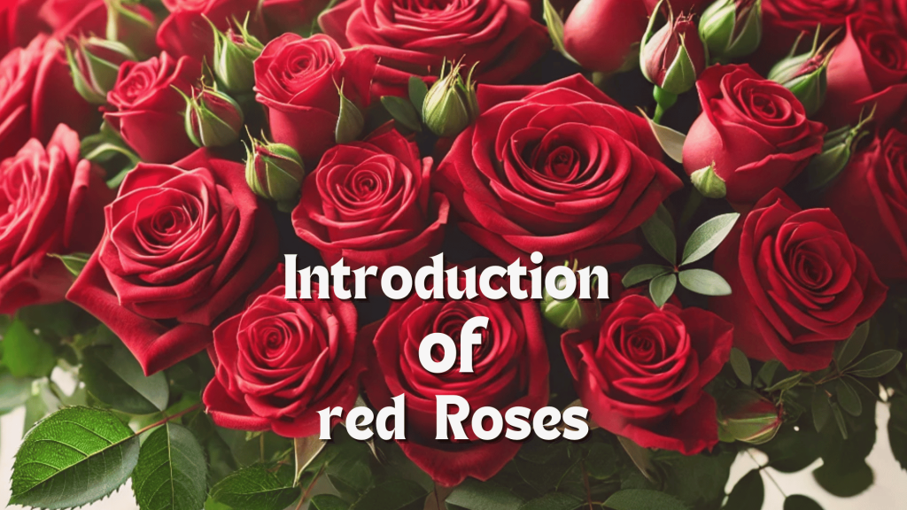 Introduction of
red Roses