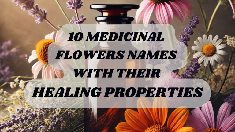 10 Medicinal Flowers Names With Their Healing Properties